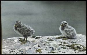 Image of Two Herring Gull Chicks